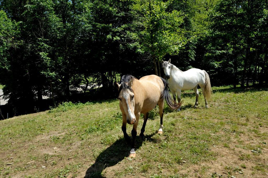 Vremski Britof Tourist Farm Dujceva Domacijaヴィラ エクステリア 写真
